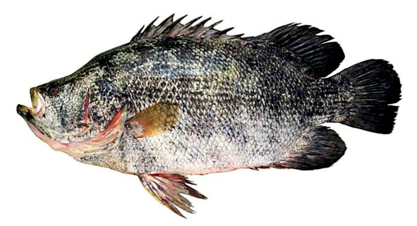 Lobotes surinamensis_05